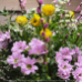 img/flowers-700/flower35-min-min.jpg